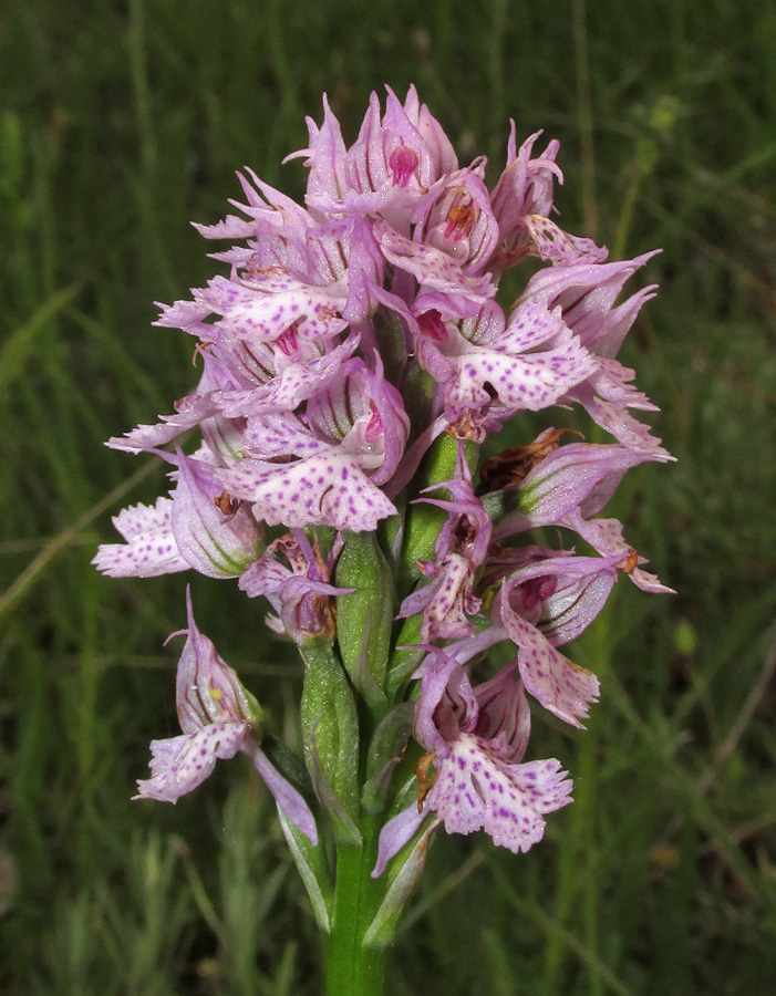 Изображение особи Neotinea tridentata.