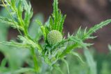 Echinops sphaerocephalus. Верхушка растения с соцветием. Татарстан, Нижнекамский р-н, окр. дер. Благодатная, лесостепной участок с чередованием степи и перелесков с преобладанием дуба, открытый участок. 29 мая 2016 г.