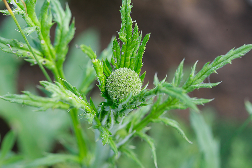 Изображение особи Echinops sphaerocephalus.