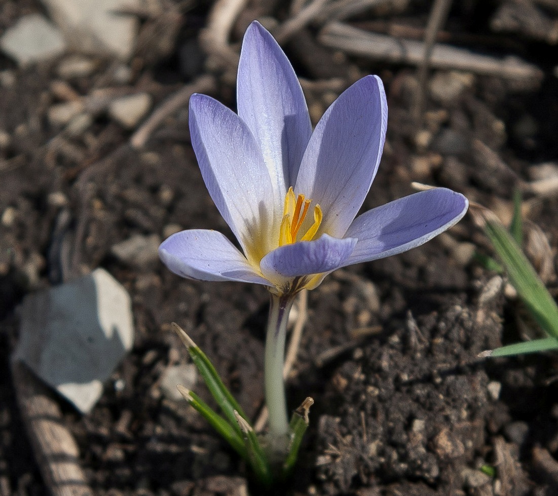 Изображение особи Crocus reticulatus.