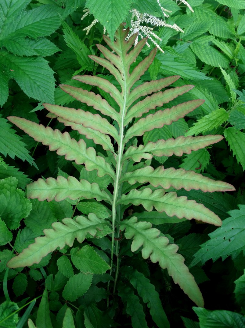 Image of Onoclea sensibilis specimen.