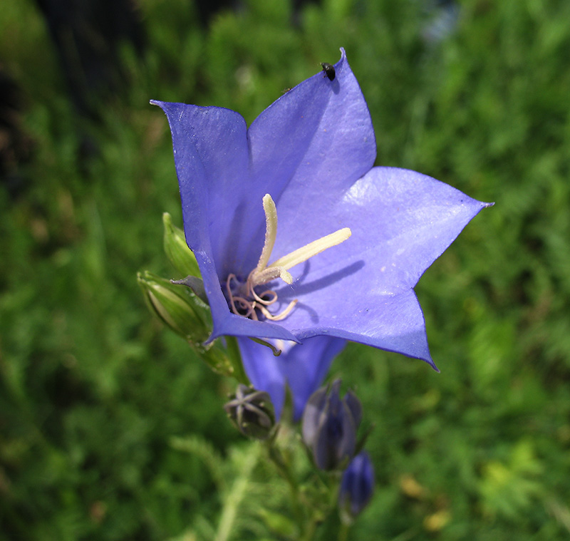 Изображение особи Campanula persicifolia.