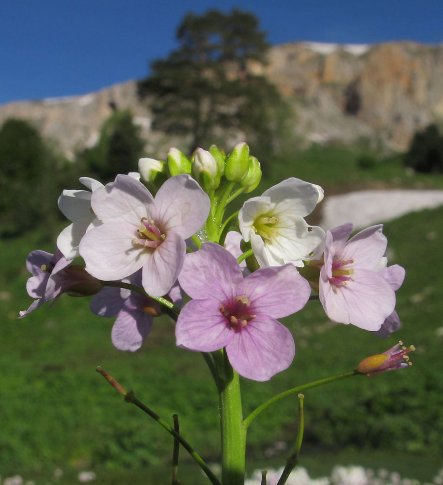 Image of Cardamine seidlitziana specimen.