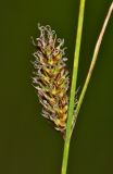 Carex lasiocarpa. Соплодие. Приморский край, г. Находка, участок травяного болота в черте города. 19.06.2016.