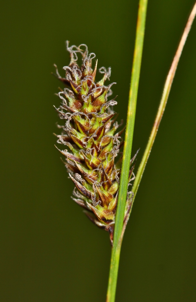 Изображение особи Carex lasiocarpa.