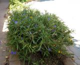 Ruellia simplex. Цветущее растение в цветнике. Израиль, Шарон, г. Герцлия, в культуре. 22.09.2014.