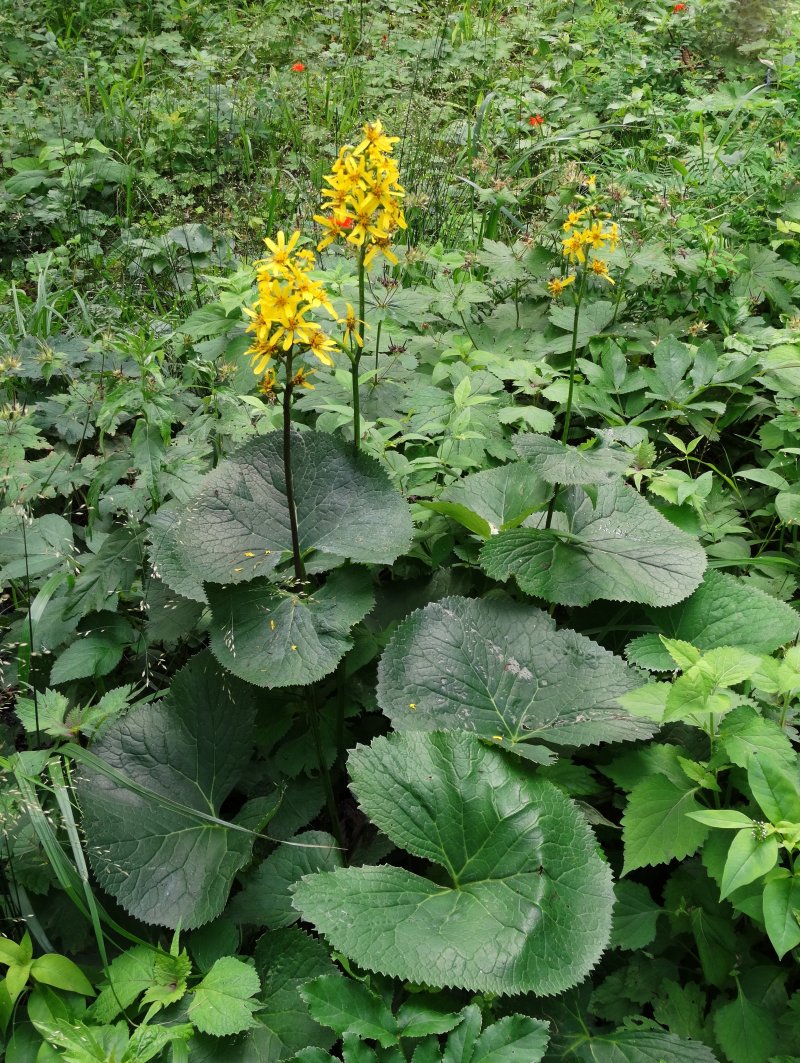 Image of Ligularia fischeri specimen.