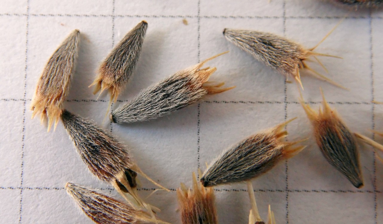 Image of Xeranthemum cylindraceum specimen.