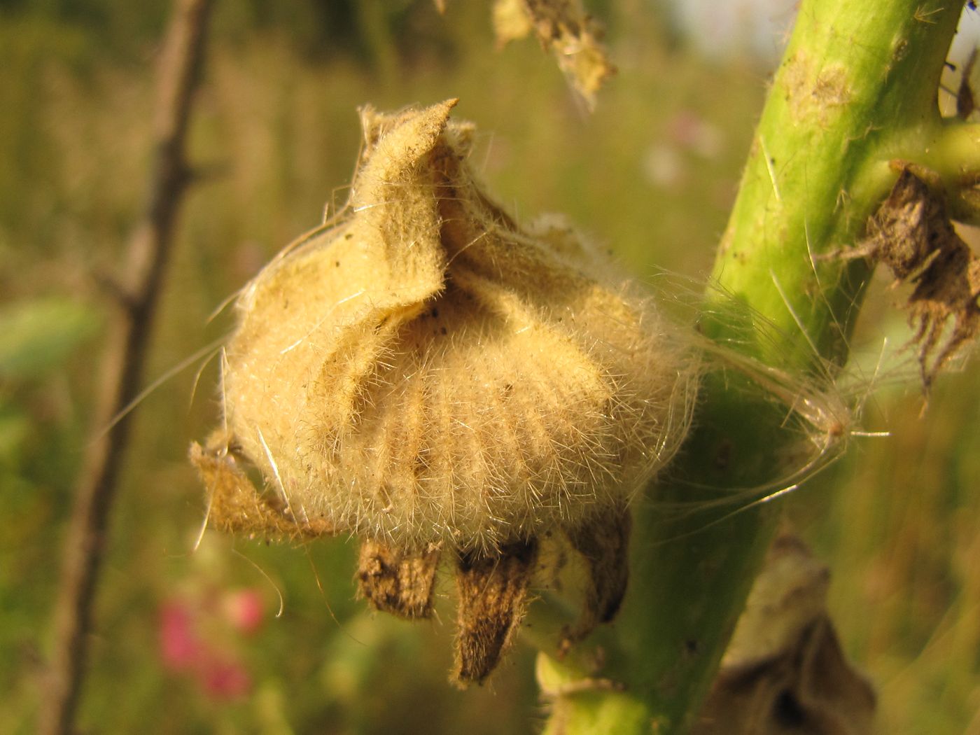 Изображение особи Alcea rosea.