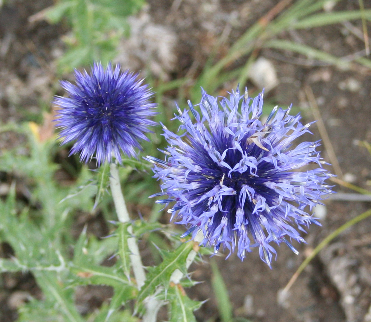 Image of Echinops sibiricus specimen.