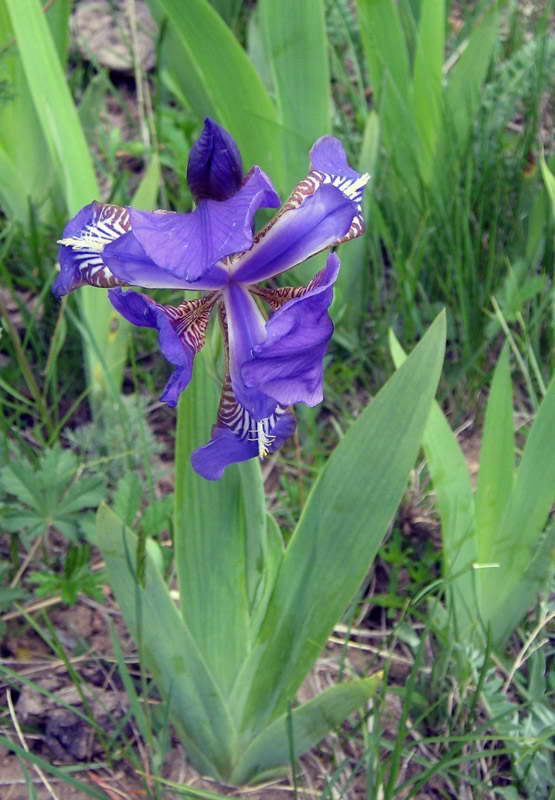 Image of Iris alberti specimen.