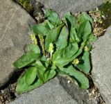 Plantago uliginosa. Плодоносящие растения. Нидерланды, г. Маастрихт, уличная мостовая. Июль.