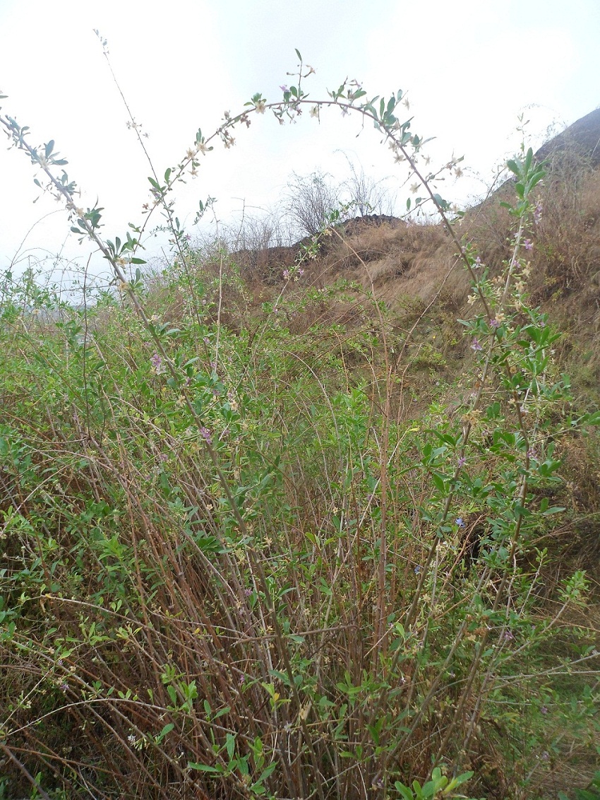 Image of Lycium barbarum specimen.