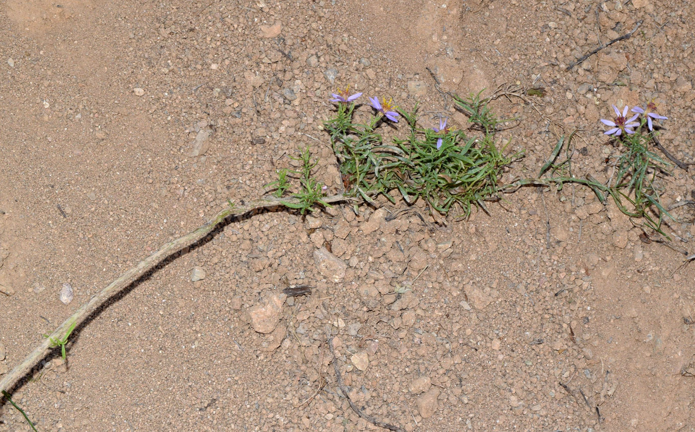 Image of Galatella coriacea specimen.