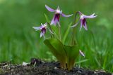 Erythronium sulevii. Цветущее растение. Республика Алтай, Шебалинский р-н, окр. с. Камлак, правый борт долины р. Сема, опушка соснового леса. 28.04.2016.