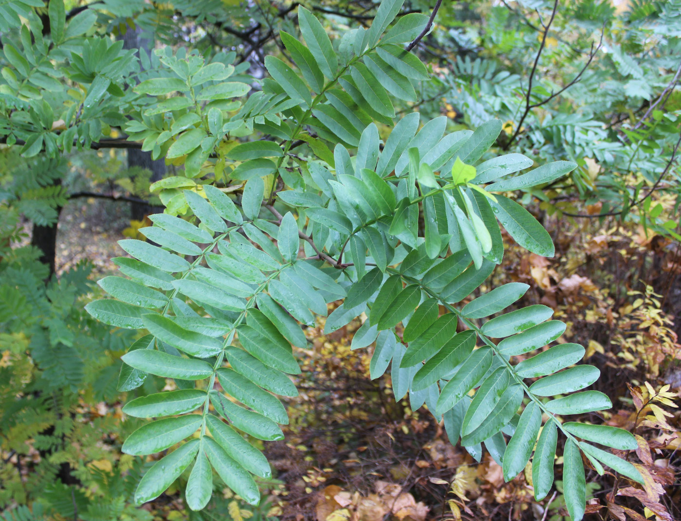 Изображение особи Pterocarya stenoptera.