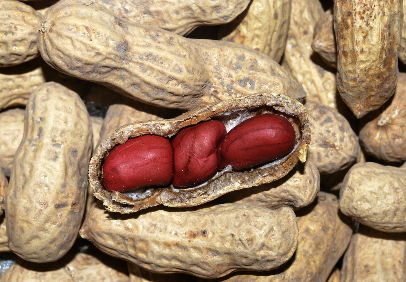 Image of Arachis hypogaea specimen.