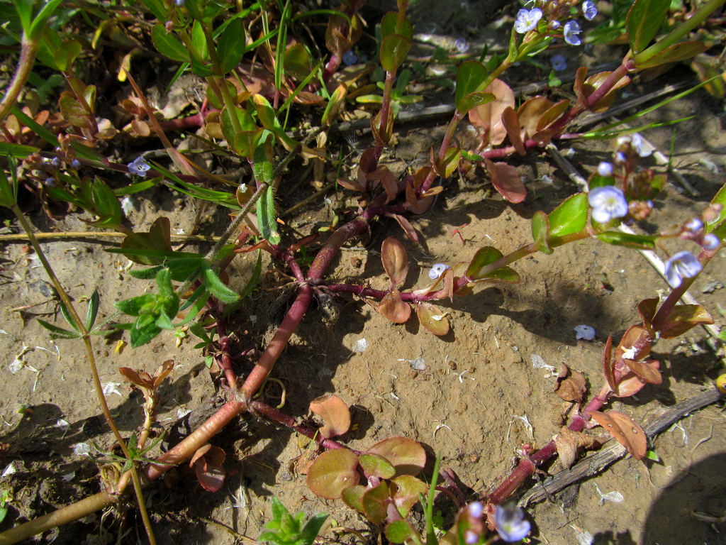 Image of Veronica beccabunga specimen.