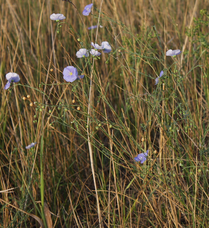 Image of Linum austriacum specimen.