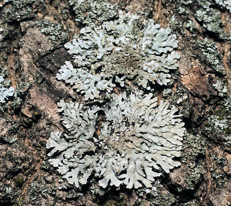Изображение особи семейство Physciaceae.