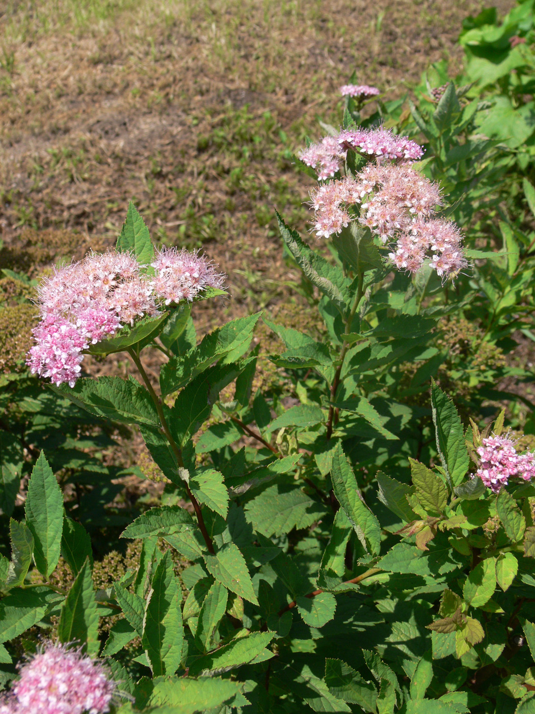 Image of Spiraea japonica specimen.