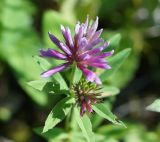 Trifolium lupinaster. Соцветия и лист. Амурская обл., Бурейский р-н, левый берег, между автомостом и Нижнебурейской ГЭС, около ЛЭП. 18.07.2016.