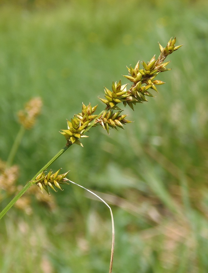 Изображение особи Carex elongata.