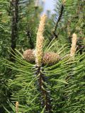 Pinus mugo
