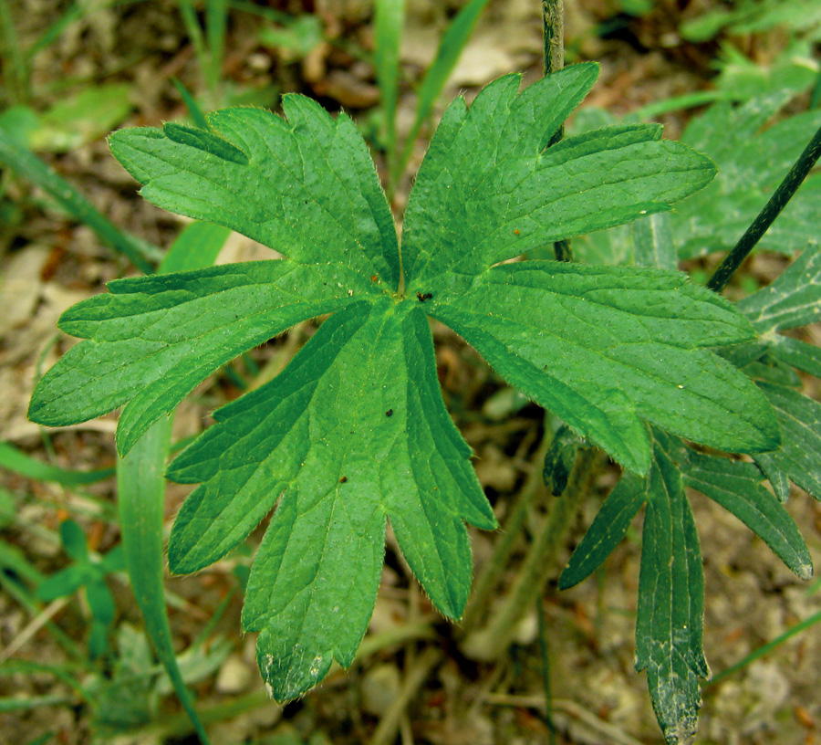 Image of Ranunculus meyerianus specimen.