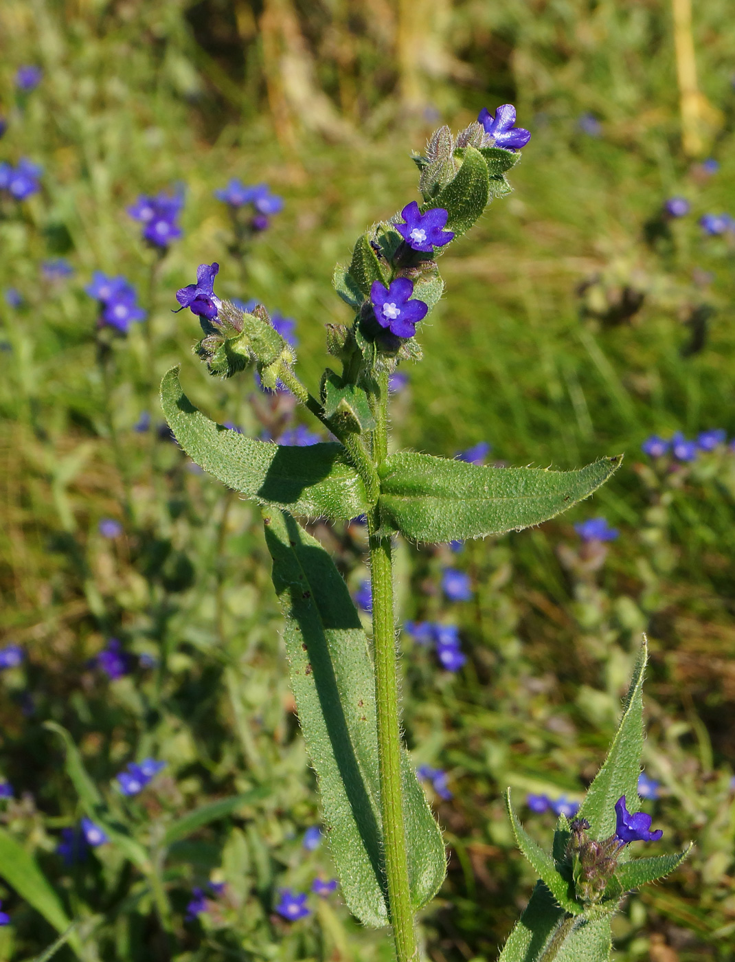 Изображение особи Anchusa officinalis.