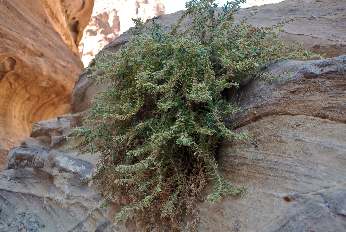 Image of Podonosma orientalis specimen.