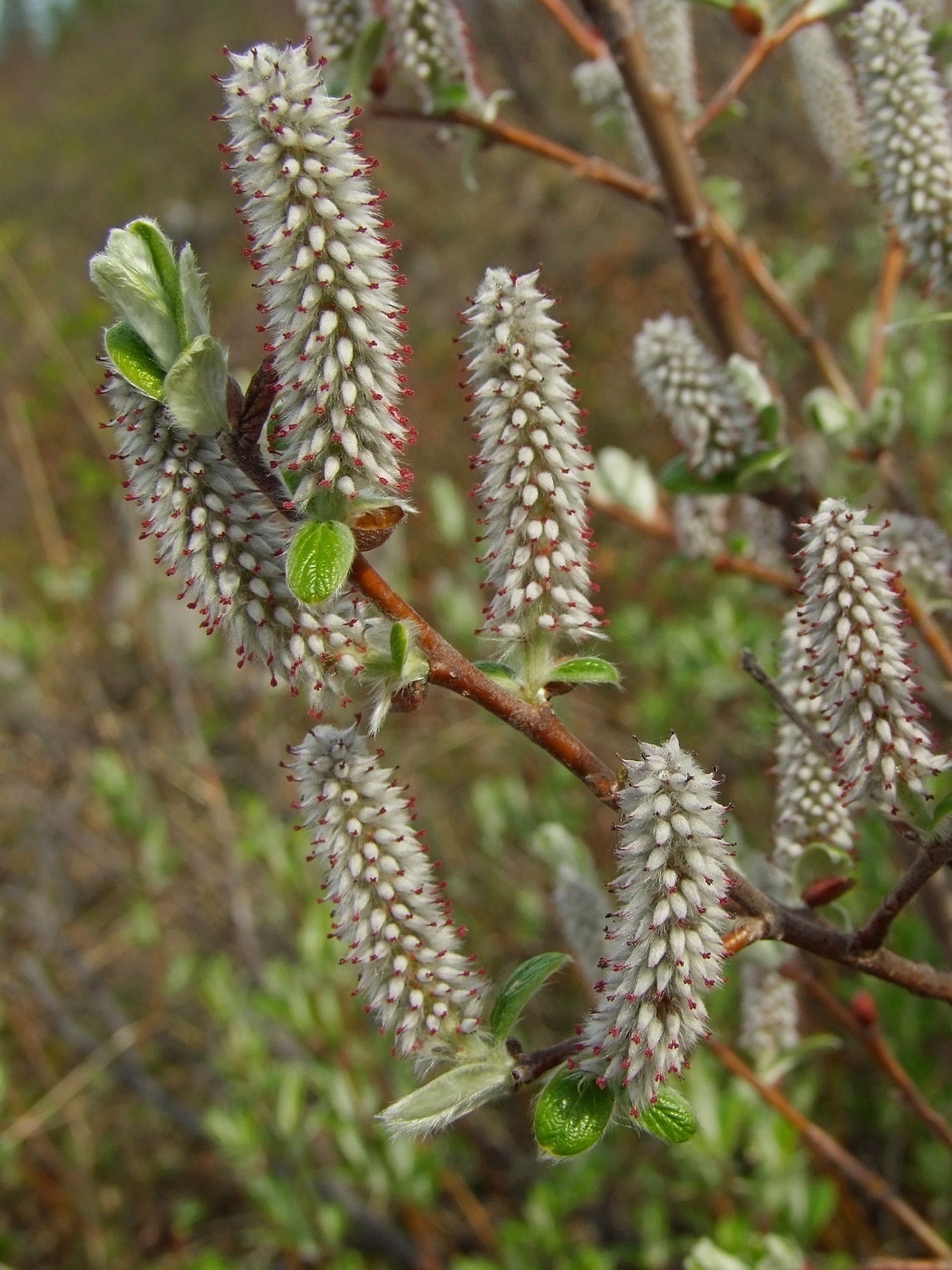 Image of Salix krylovii specimen.