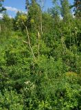 Ferula songarica. Бутонизирующее растение. Восточный Казахстан, Кокпектинский р-н, 25 км в горы от с. Пантелеймоновка, просека в лесу, ок. 1000 м н.у.м. 13.06.2016.