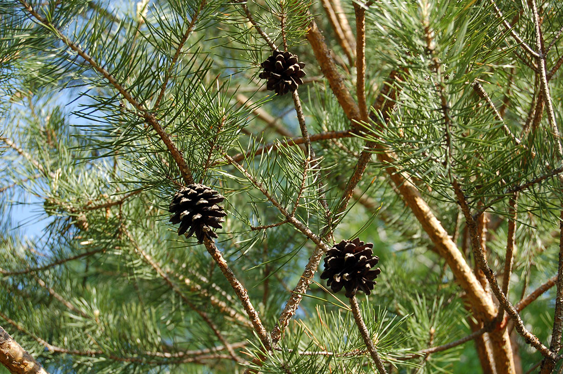 Image of Pinus sylvestris specimen.