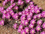 Echinocereus berlandieri