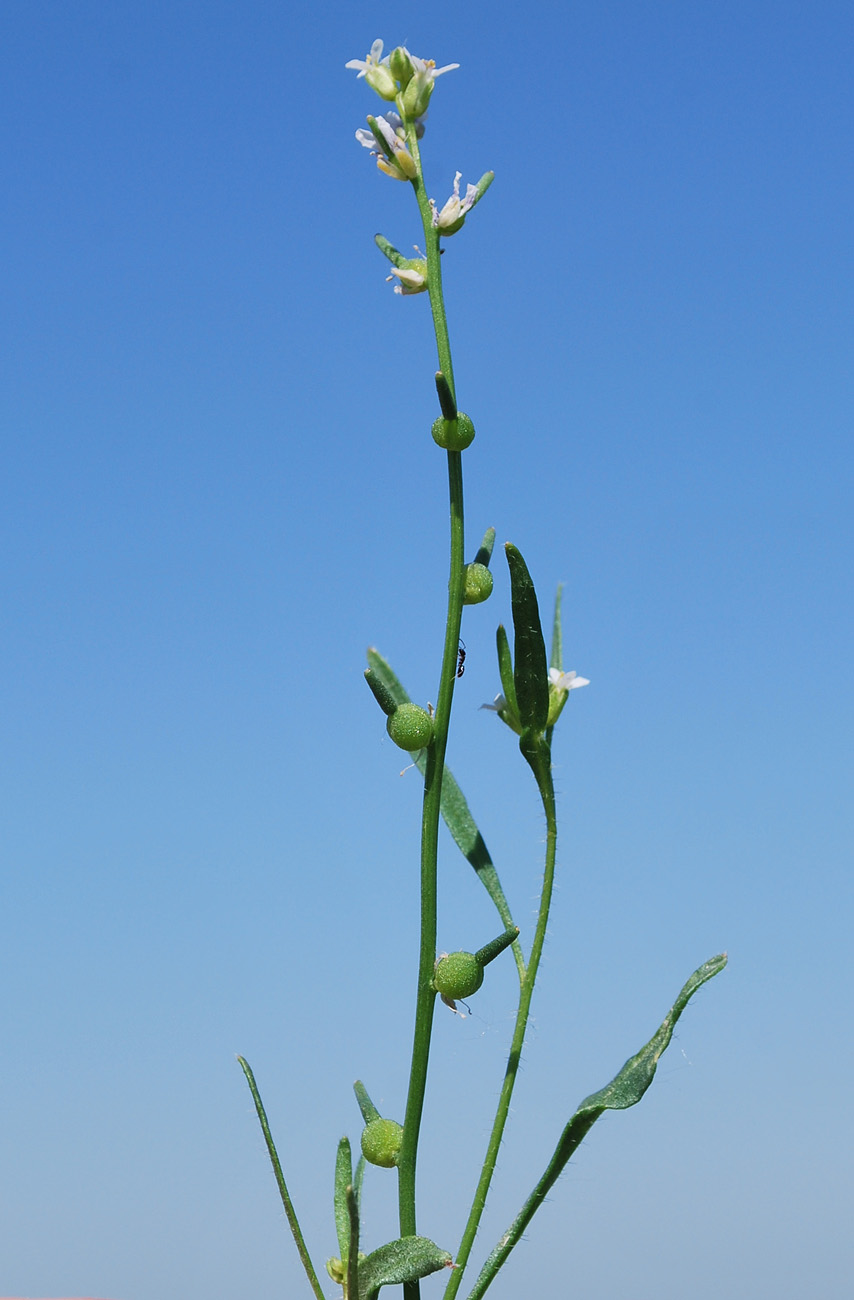 Image of Litwinowia tenuissima specimen.