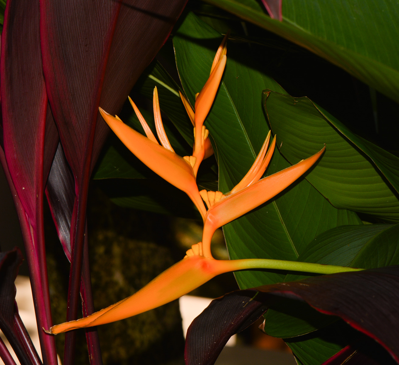 Изображение особи Heliconia angusta.