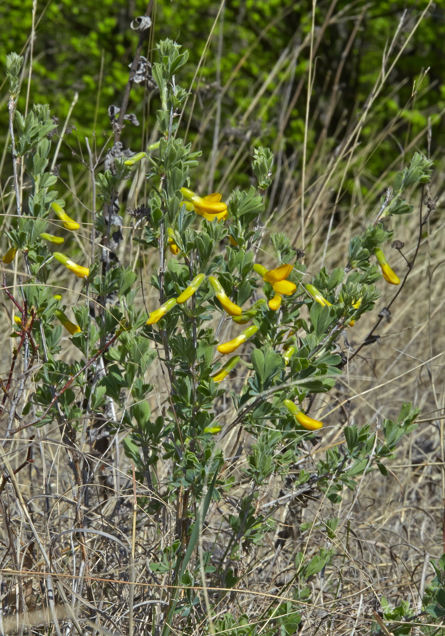 Image of Caragana mollis specimen.