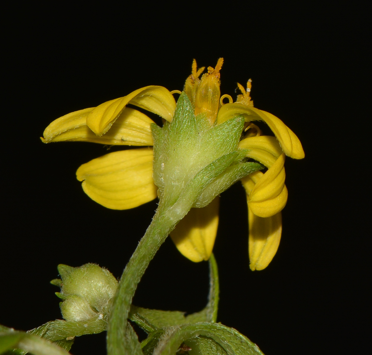 Image of Melanthera biflora specimen.