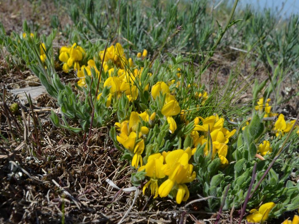 Image of Genista millii specimen.