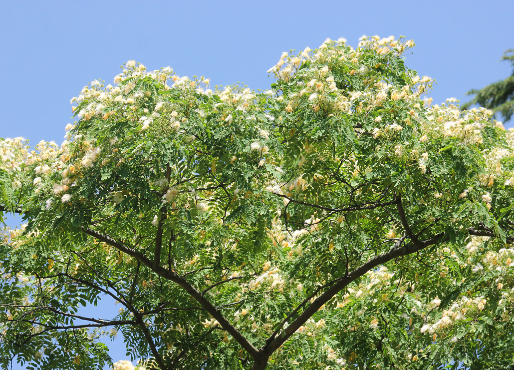 Изображение особи Albizia kalkora.