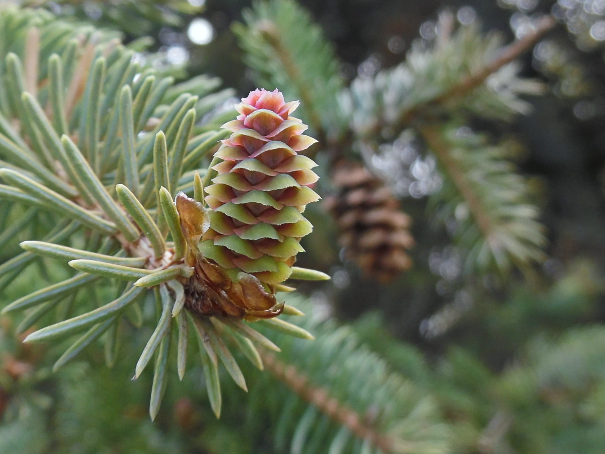 Image of Picea glauca specimen.