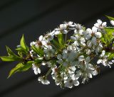 Cerasus vulgaris