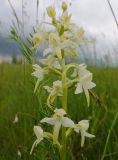 Platanthera bifolia