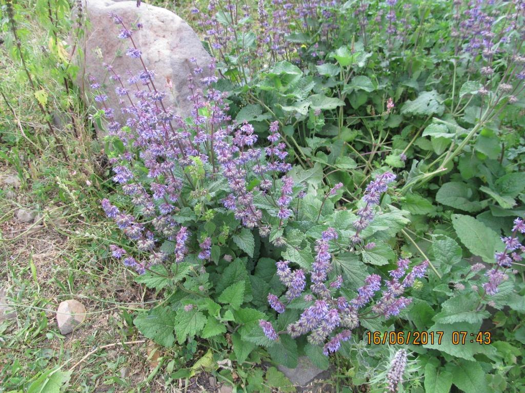 Изображение особи Salvia verticillata.