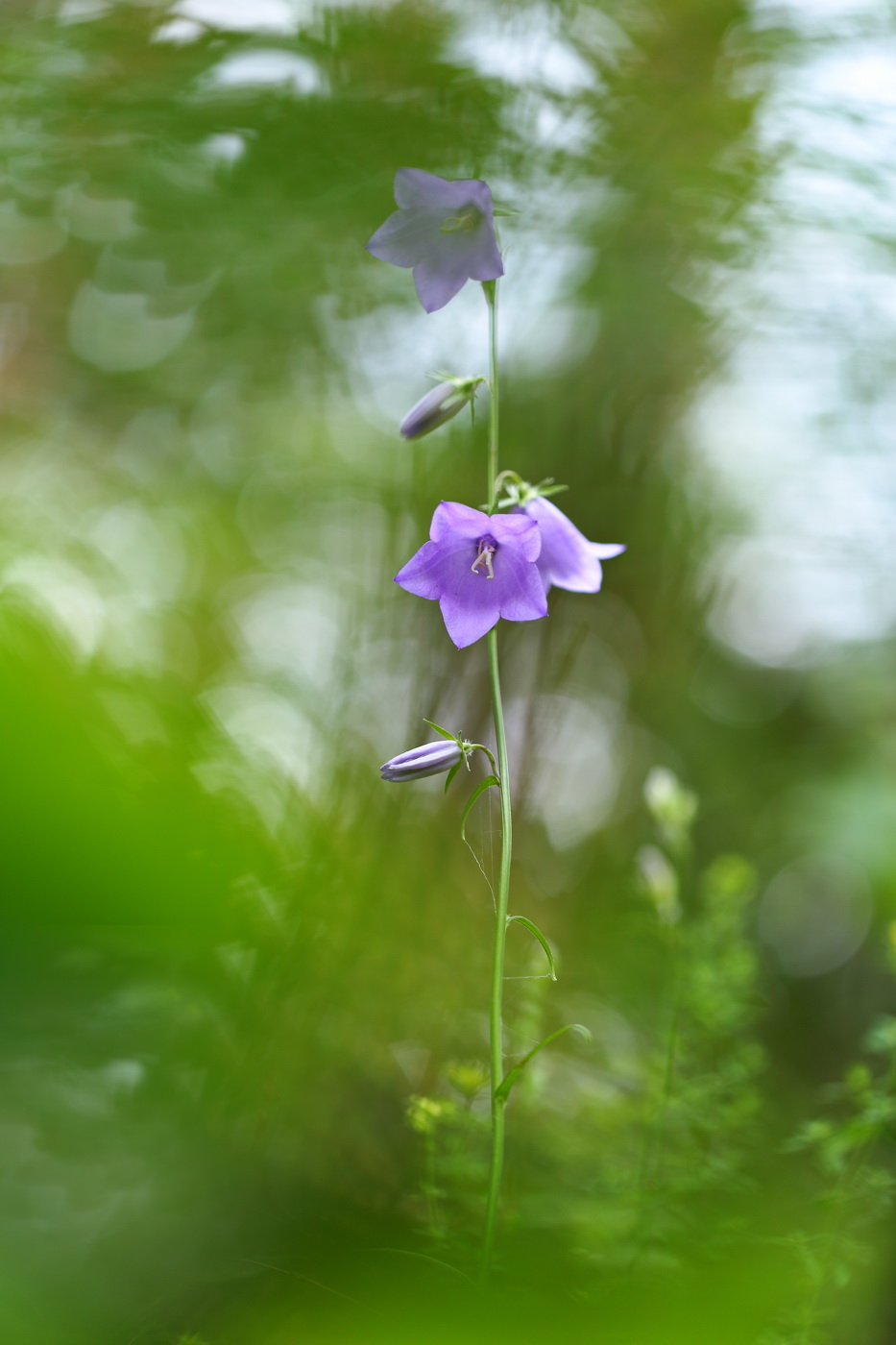 Image of Campanula persicifolia specimen.