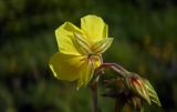 Helianthemum nummularium. Цветок (вид со стороны чашечки). Республика Адыгея, Майкопский р-н, ок. 3 км юго-восточнее хутора Весёлый, хребет Скалистый (Уна-Коз), гора Шидехт, луг у скального обрыва, выс. 1110 м н.у.м. 18.06.2017.