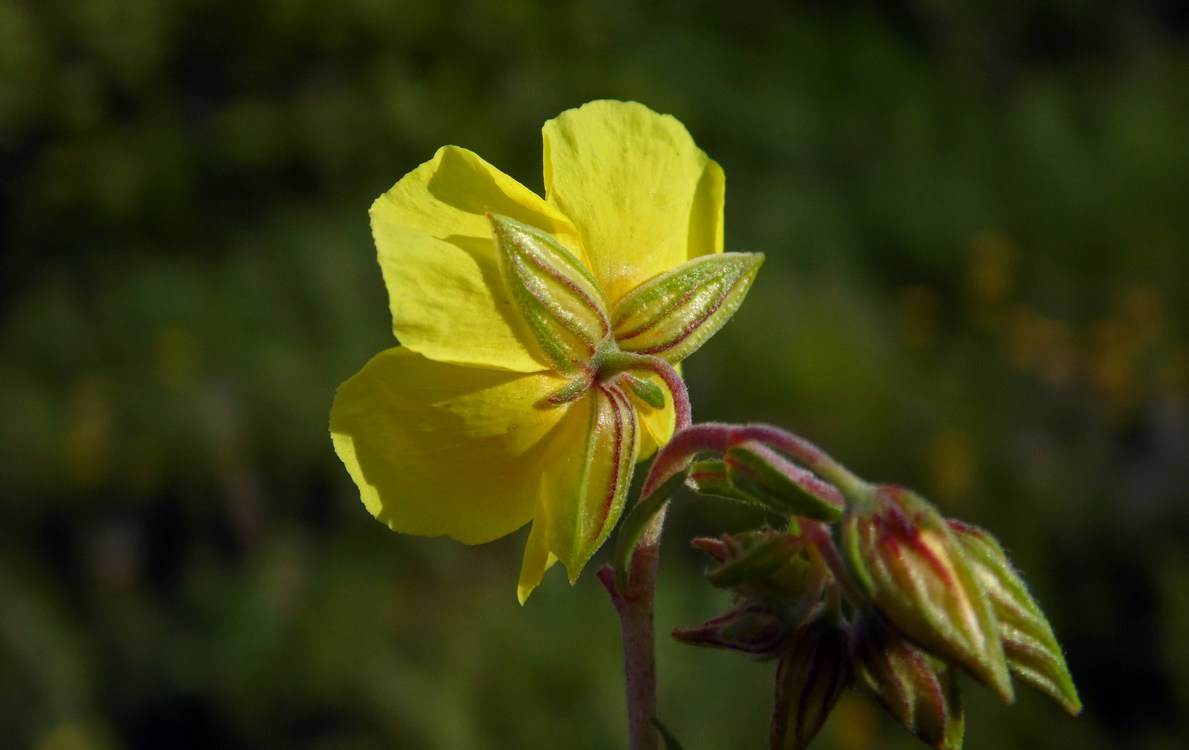 Изображение особи Helianthemum nummularium.