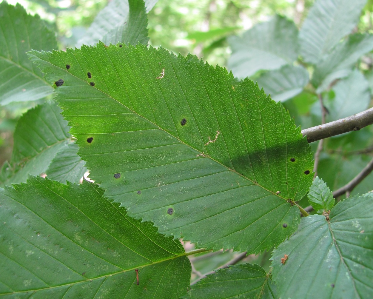 Изображение особи Carpinus betulus.