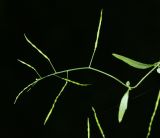 Arabidopsis gemmifera. Часть побега с незрелыми плодами. Приморский край, окр. пгт Ольга, долина р. Ольга, ильмовник. 06.07.2017.